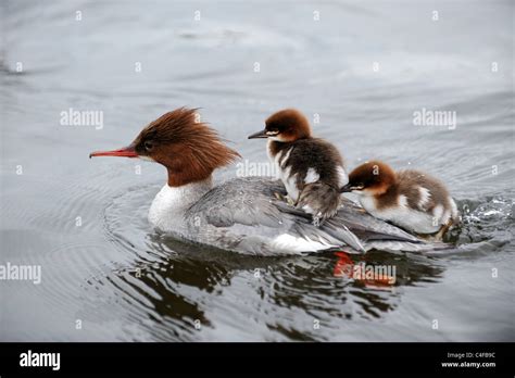 Common Merganser female duck with her ducklings Stock Photo - Alamy