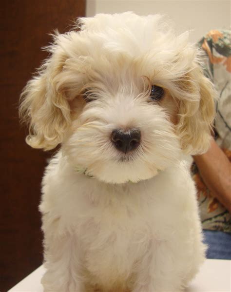 Snowball is a 10 week old Cockapoo (Cocker Spaniel, Poodle mix ...