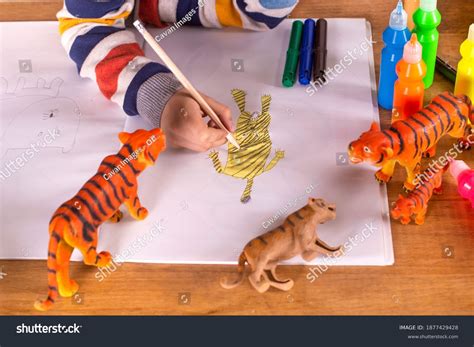 Boy Sitting Table Drawing Tiger Stock Photo 1877429428 | Shutterstock