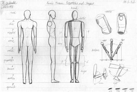 Basic Human Proportions and Shapes by MysteryEzekude on DeviantArt