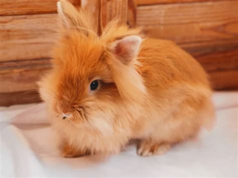 Fluffy Rabbit Breeds: Top 5