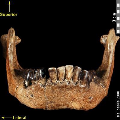 Pin on Human Evolution (Biological Anthropology)