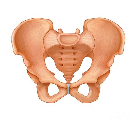 Pelvic Bone Side View