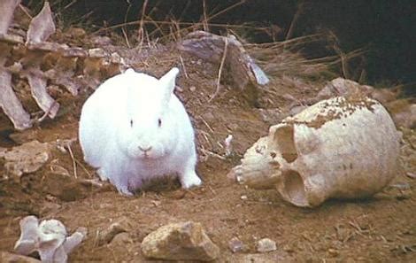 Rabbit of Caerbannog - Monty Python Wiki