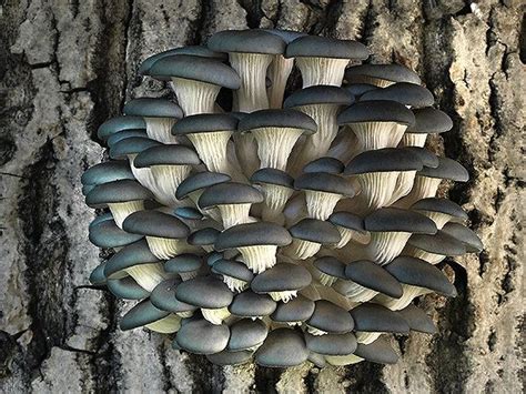 Learn How To Grow These Beautiful and Delicious BLUE OYSTER Mushrooms At Home All Year Round ...