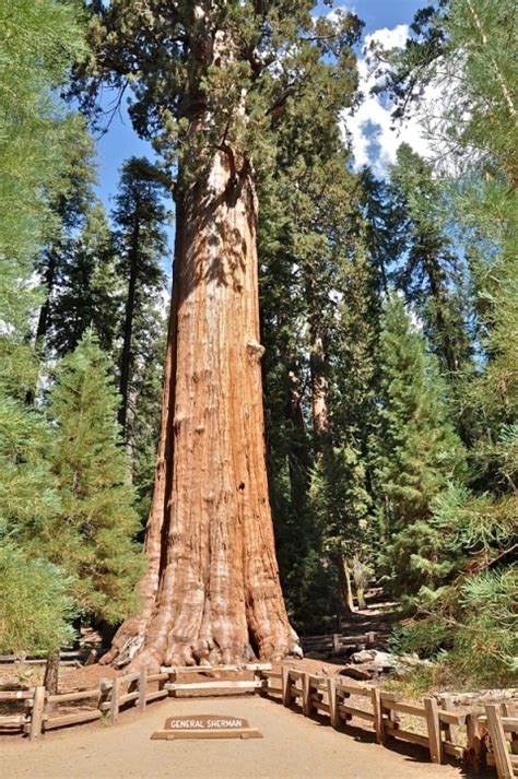 What Is the Worlds Largest Tree | Biggest Tree in World | Live Science