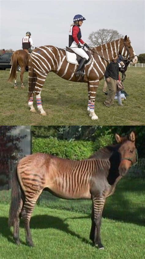 Zorse: A "ZORSE" is the offspring of a zebra and a horse; strictly a ...