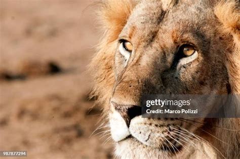 312 Tsavo Lions Stock Photos, High-Res Pictures, and Images - Getty Images