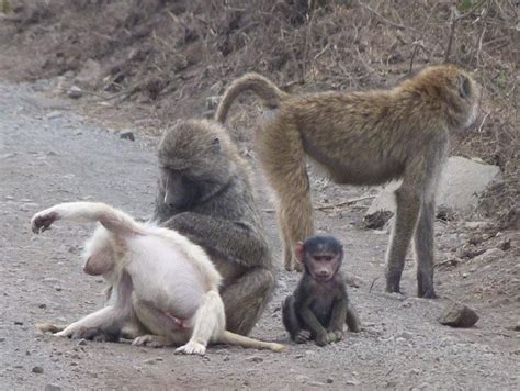 All Albino Animals: Albino Baboon | White Baboon.