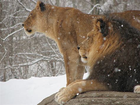 File:African Lion Panthera leo Snow Pittsburgh 2816px.jpg - 维基百科，自由的百科全书