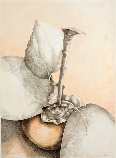 Silverpoint Drawing - Susan Manchester