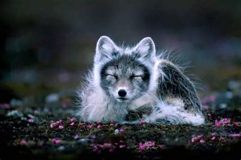 What Eats Arctic Foxes? - Arctic Fox Predators • Animals Answers