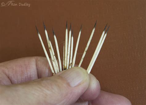 Why A Snoot-full Of Porcupine Quills Can Be A Serious Matter – Feathered Photography