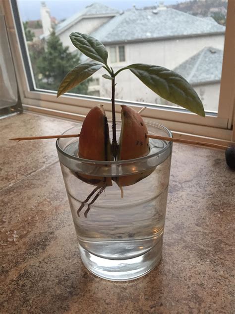 How To Grow Avocado Seeds - markanthonystudios.net