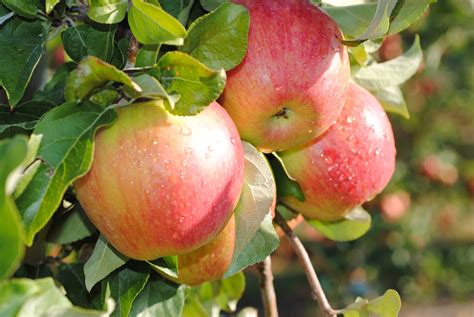 Honeycrisp Apples — Davison Orchards