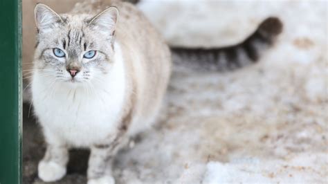 Breed of the week. The Alaskan snow cat - Aller Petfood