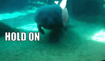 30 Hilarious animal gifs with captions (30 gifs) | Amazing Creatures