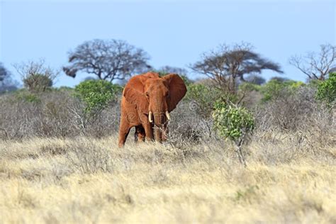 African Elephants in the Savannah Stock Photo - Image of powerful ...