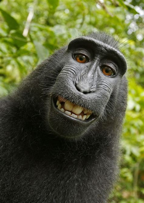 Black macaque takes self-portrait: Monkey borrows photographer's camera | Daily Mail Online