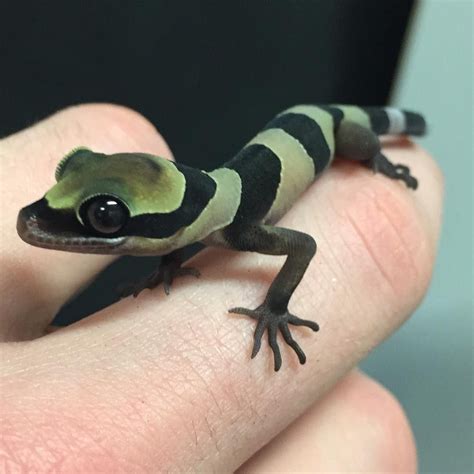 Online Reptile Store on Instagram: “The baby forest gecko is doing so ...