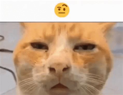 Huh Cat GIF - Huh Cat - Discover & Share GIFs