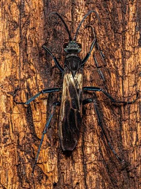 Adult Tarantula hawk Wasp stock image. Image of hawk - 258932373