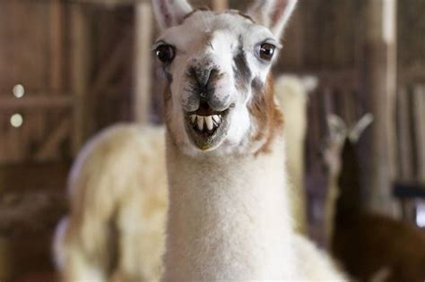 Pin by Autumn Glascock on Animal Encounters | Funny llama, Cute animals, Animals