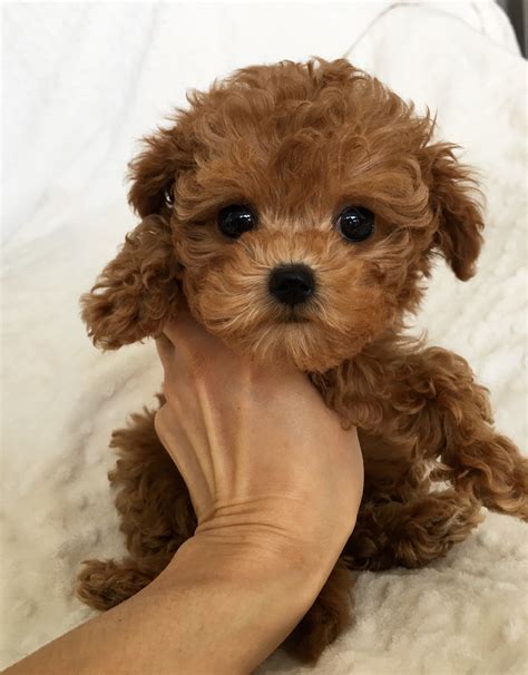 Teacup maltipoo Multipoo puppy Bebe - iHeartTeacups