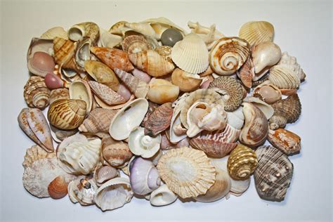 Collection Of Sea Shells Free Stock Photo - Public Domain Pictures