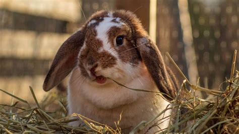 Alfalfa Hay for Rabbits: Complete Guide | Blue Mountain Hay