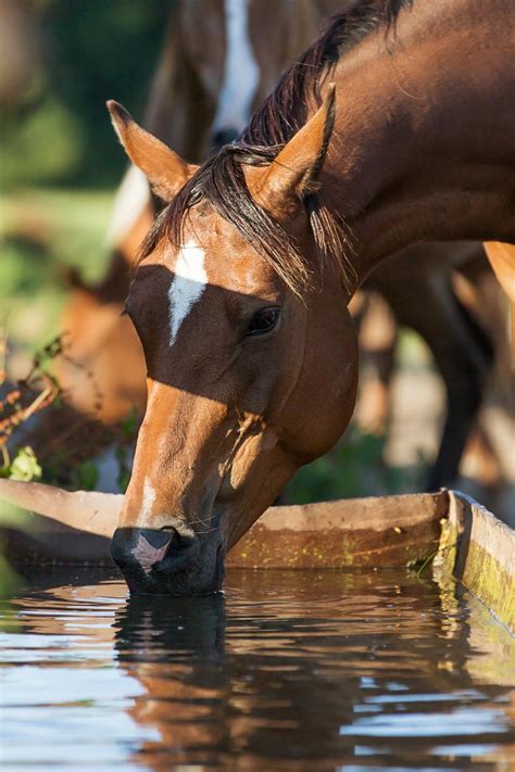 What about water when traveling with your horse?