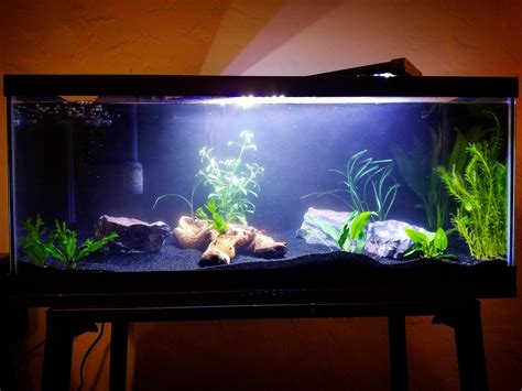 My first planted tank in a 20 long. Cycling now! :) : r/Aquariums