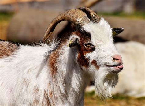 foto de enfoque selectivo de carnero blanco y marrón, cabra, cabras ...