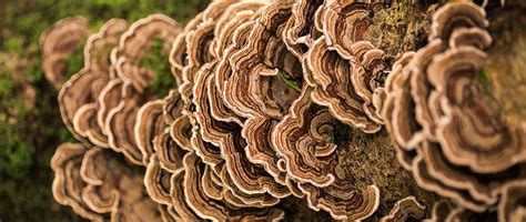 Turkey Tail Mushroom Dosage: Detailed Guide For Maximum Benefits ...