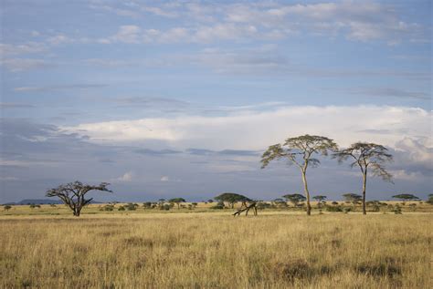 Free photo: Safari Plains - Adventure, Photography, Wasteland - Free ...