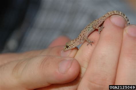 Mediterranean gecko (Hemidactylus turcicus)