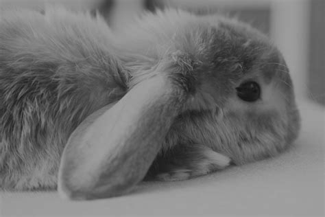 Little bunny sleeping | Cute baby bunnies, Baby animals, Cute animals