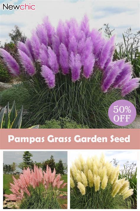 200Pcs Pampas Grass Magic Garden Seed Potted Ornamental Plants Cortaderia Selloana Bonsai in ...