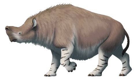 Embolotherium andrewsi from the Late Eocene of Mongolia, living 41-34 ...