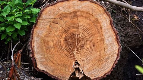 What tree rings can tell us about climate change