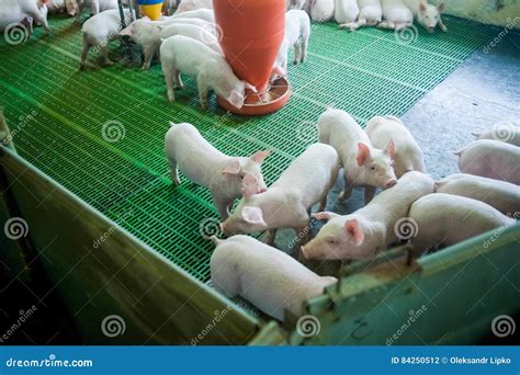 Pig Farm. Little Piglets. Pig Farming is the Raising and Breeding of Domestic Pigs. Stock Photo ...