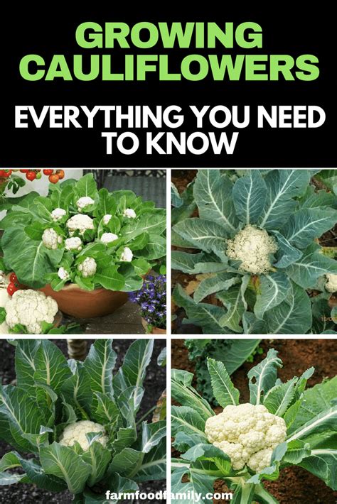 How To Grow Cauliflower (Ultimate Guide): Everything You Need To Know | Growing cauliflower ...