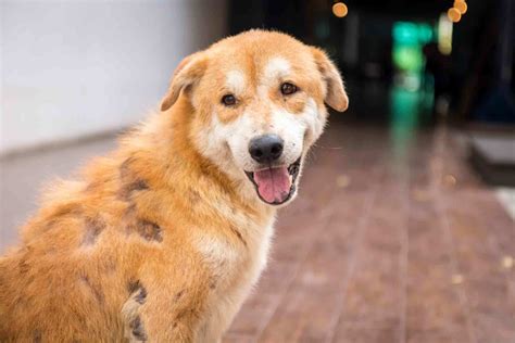 What Does Melanoma Look Like On Dogs