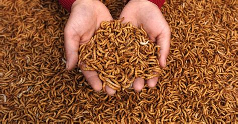 Why You Should Let Maggots Feast On Your Leftover Food | HuffPost Sustainability