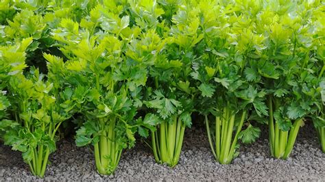 Growing Practices for Celery Plants – Agrihortico