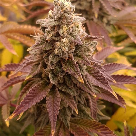 Acapulco Gold Photo Fem (4 Seeds) – Papa Seeds