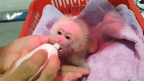 Compilation of the adoption process of baby monkey cutis - YouTube