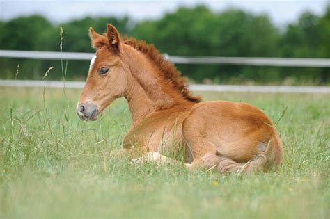 First foal, what do I need to do? | Horse and Rider