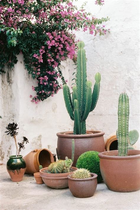 29 Cactus garden ideas