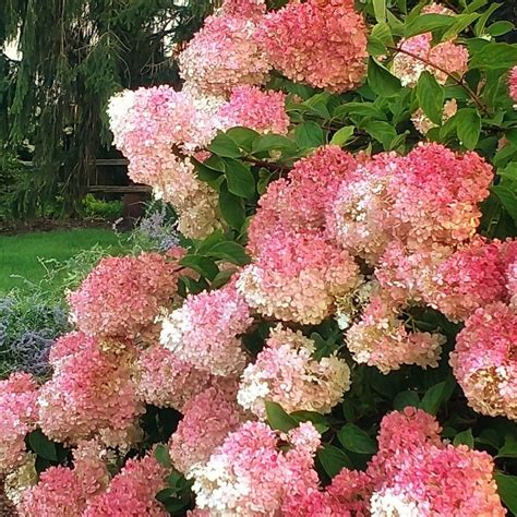 Strawberry Sundae Hydrangea in full bloom! | Strawberry sundae ...